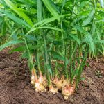 Tanaman jahe merah dan jahe putih segar tumbuh subur di ladang pertanian Indonesia sebagai rempah herbal alami kaya manfaat kesehatan.