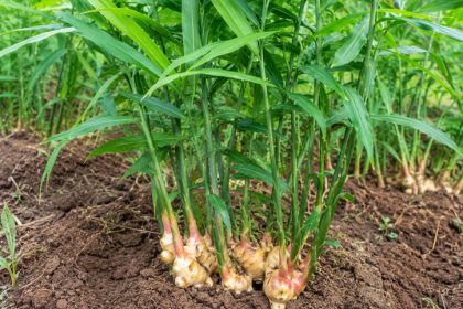 Tanaman jahe merah dan jahe putih segar tumbuh subur di ladang pertanian Indonesia sebagai rempah herbal alami kaya manfaat kesehatan.