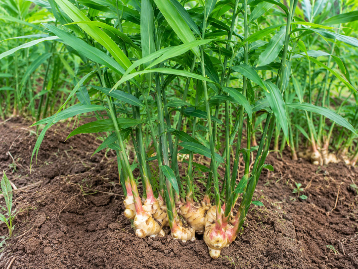 Tanaman jahe merah dan jahe putih segar tumbuh subur di ladang pertanian Indonesia sebagai rempah herbal alami kaya manfaat kesehatan.