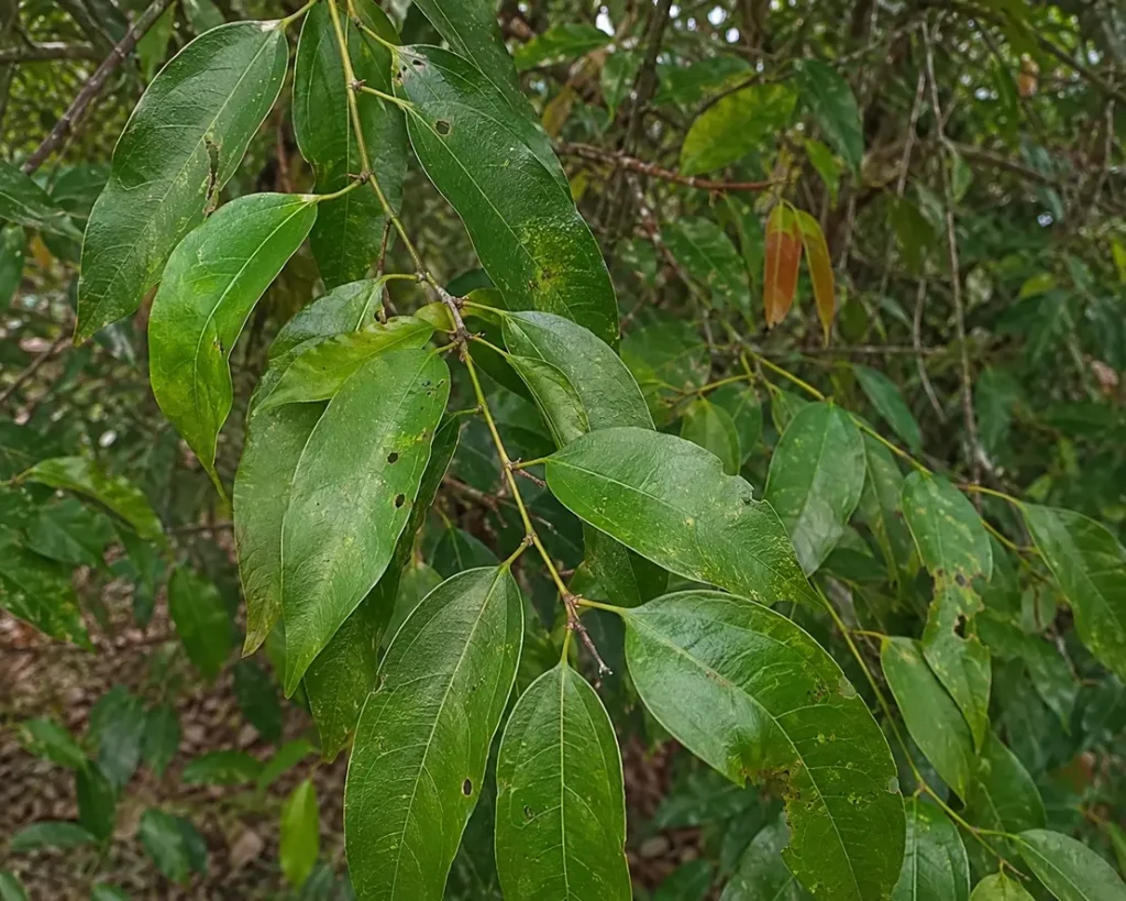 Daun kayu manis hijau sehat pada pohon kayu manis di kebun rempah tropis Indonesia.