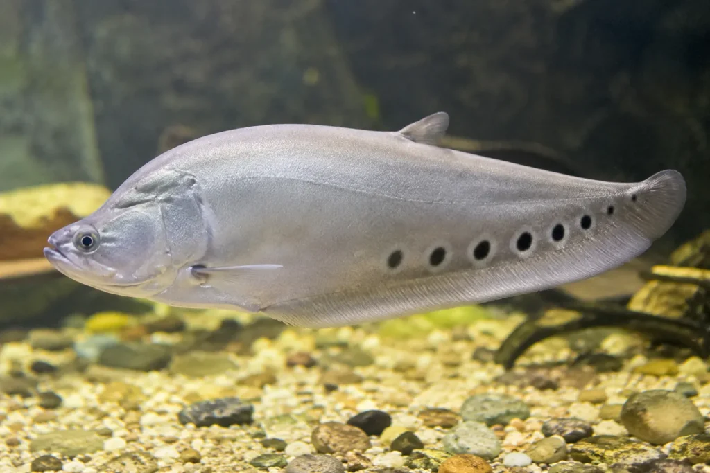 Ikan belida segar yang menjadi bahan utama pembuatan pempek khas Palembang