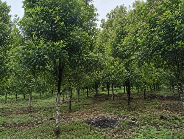 Kebun cengkeh produktif dengan pohon cengkeh yang tumbuh subur.