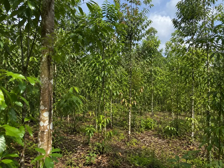 Kebun kayu manis di hutan tropis dengan pohon kayu manis tumbuh subur dan hijau alami