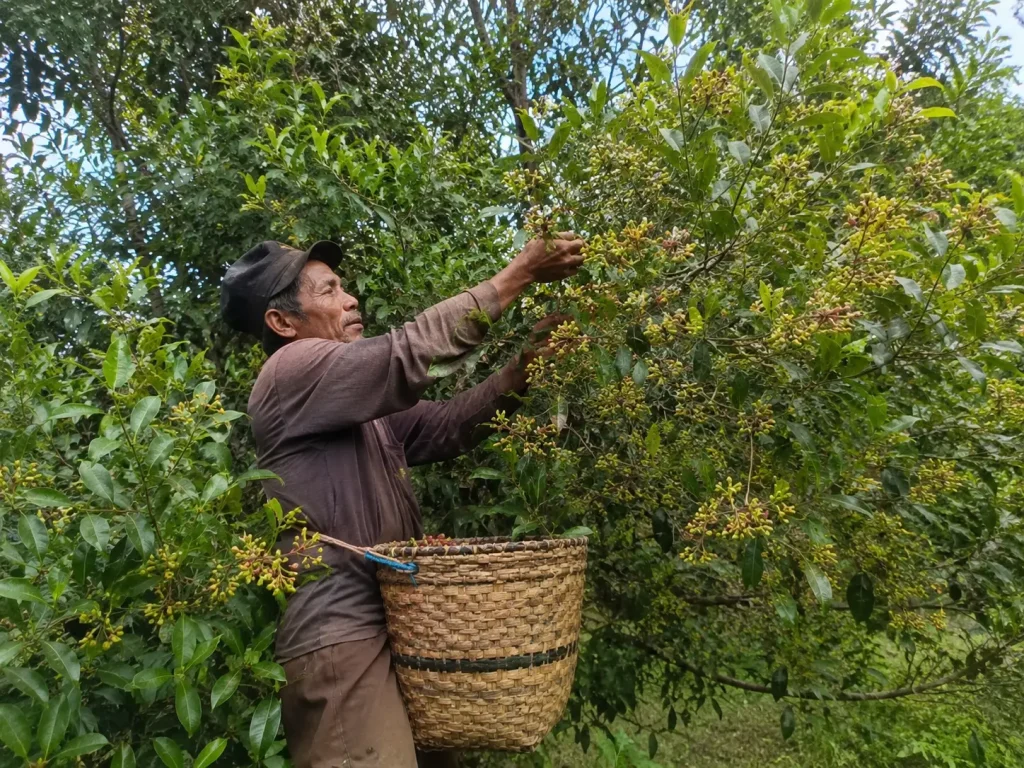 Petani memanen bunga cengkeh langsung dari pohon cengkeh.