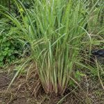 Tanaman serai (sereh) hijau tumbuh subur di kebun dengan daun panjang dan batang beraroma khas untuk bumbu masakan serta tanaman herbal.