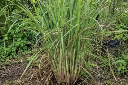 Tanaman serai (sereh) hijau tumbuh subur di kebun dengan daun panjang dan batang beraroma khas untuk bumbu masakan serta tanaman herbal.
