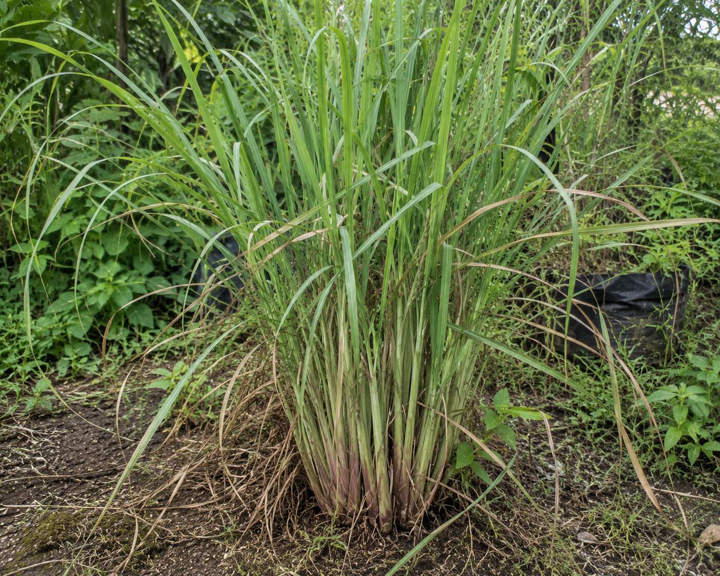 Tanaman serai (sereh) hijau tumbuh subur di kebun dengan daun panjang dan batang beraroma khas untuk bumbu masakan serta tanaman herbal.