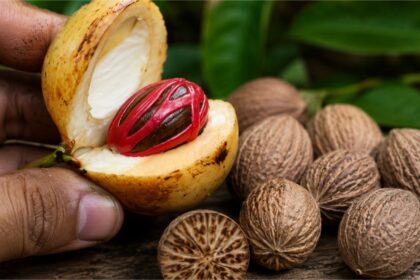 Buah pala segar yang dibelah memperlihatkan fuli dan biji pala, dengan beberapa biji pala kering khas Indonesia.