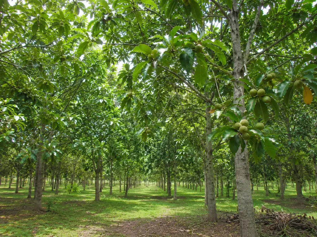 Kebun pohon kemiri dengan deretan pohon yang rimbun dan buah kemiri tumbuh di cabang-cabangnya di kawasan tropis Indonesia.