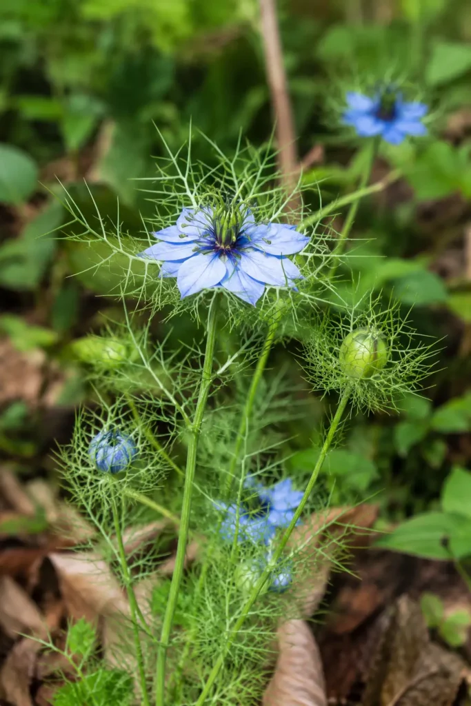 Tanaman jintan hitam (Nigella sativa) dengan bunga biru dan bakal buah yang menghasilkan biji habbatussauda.