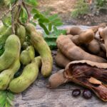 Asam jawa mentah dan matang dengan polong hijau dan cokelat serta daging buah yang terlihat