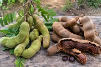 Asam jawa mentah dan matang dengan polong hijau dan cokelat serta daging buah yang terlihat