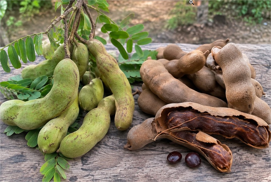 Asam jawa mentah dan matang dengan polong hijau dan cokelat serta daging buah yang terlihat