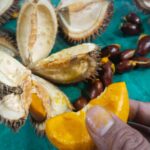 Buah Lai atau Durian Lai yang telah dibelah dengan daging buah berwarna kuning-oranye dan biji berwarna cokelat