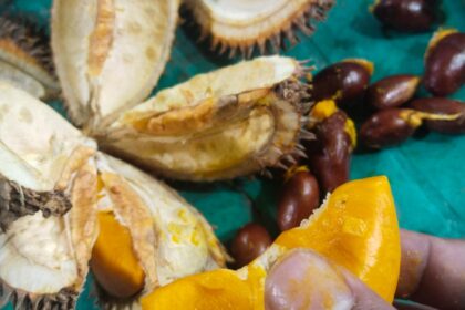 Buah Lai atau Durian Lai yang telah dibelah dengan daging buah berwarna kuning-oranye dan biji berwarna cokelat