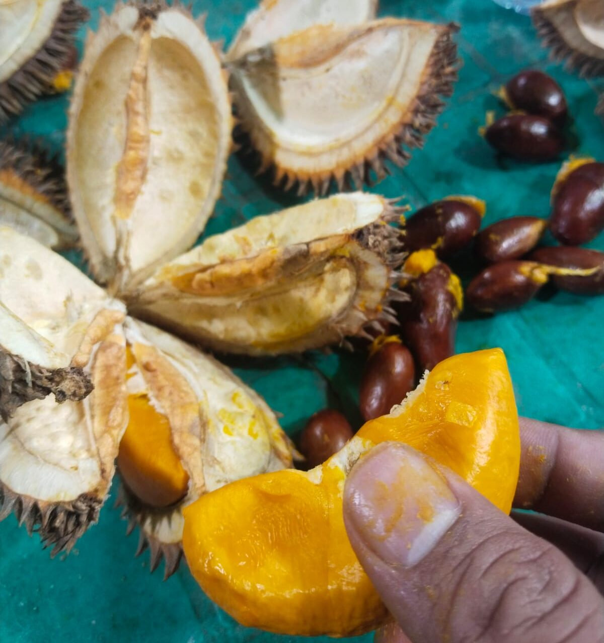 Buah Lai atau Durian Lai yang telah dibelah dengan daging buah berwarna kuning-oranye dan biji berwarna cokelat