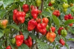 Cabai Katokkon merah yang tumbuh di tanaman dengan beberapa buah masih berwarna hijau dan oranye
