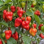 Cabai Katokkon merah yang tumbuh di tanaman dengan beberapa buah masih berwarna hijau dan oranye