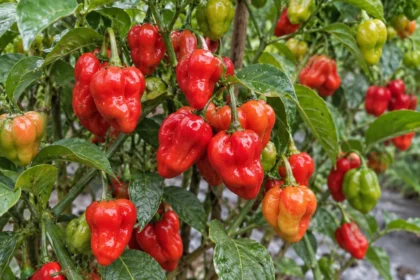 Cabai Katokkon merah yang tumbuh di tanaman dengan beberapa buah masih berwarna hijau dan oranye